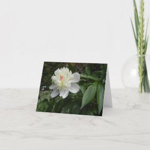 Peony (Paeonia) card