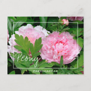 Peony Paeony Paeonia Of The Paeoniaceae Flower Postcard