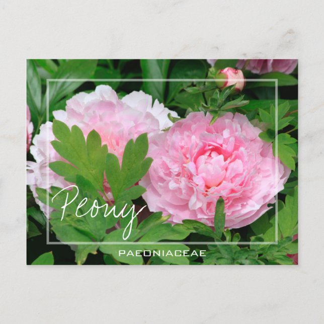 Peony | Paeony | Paeonia Of The Paeoniaceae Flower Postcard (Front)