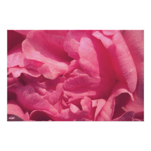 Peony Petals Photo agrandissement