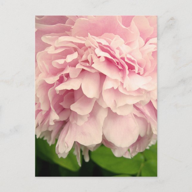 Peony Petals Postcard (Front)