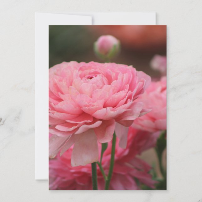 Peony Pink Ranunculus Closeup Holiday Card (Front)