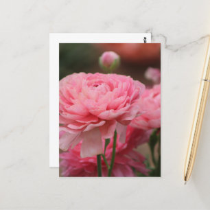 Peony Pink Ranunculus Closeup Postcard