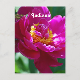 Peony Postcard