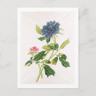 Peony Postcard