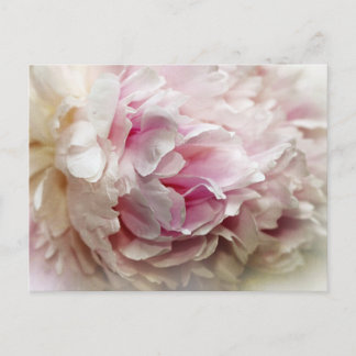 Peony Postcard