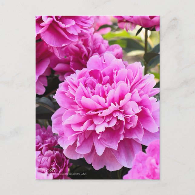 Peony：Postcard Postcard (Front)