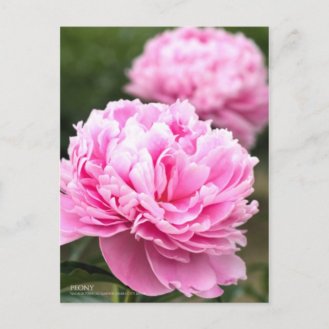 Peony：Postcard Postcard (Front)