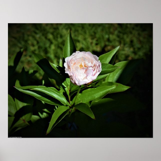 Peony, Poster (Front)