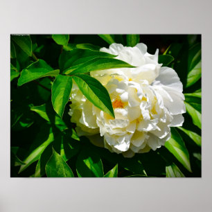 Peony, Poster
