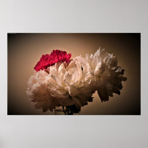 Peony, Poster