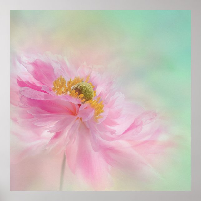 Peony Poster (Front)