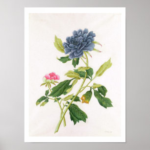 Peony Poster