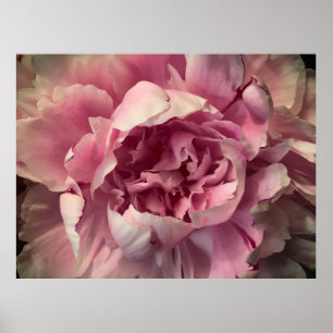 Peony, Poster