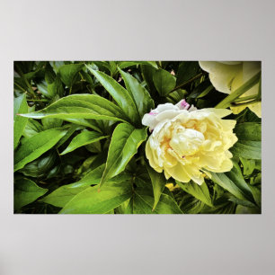 Peony, Poster