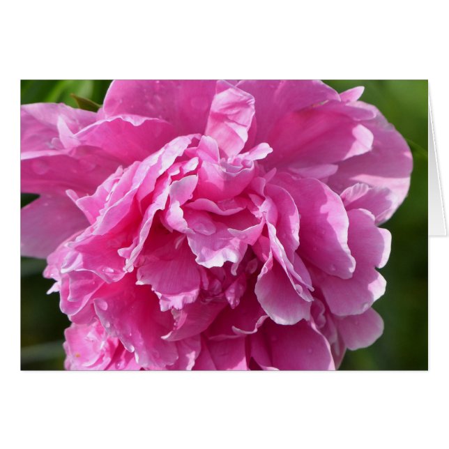 Peony rose (Devant horizontal)