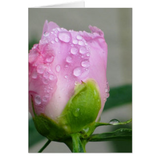 Peony rose