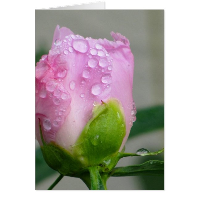 Peony rose (Devant)