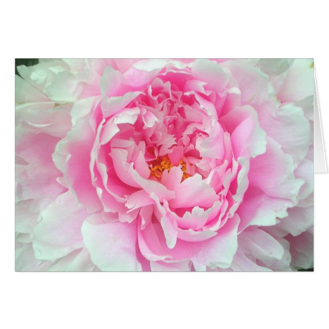 Peony 'Sarah Bernhardt' (Front Horizontal)