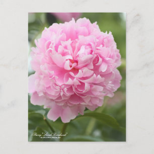 Peony "Sarah Bernhardt" : Carte postale