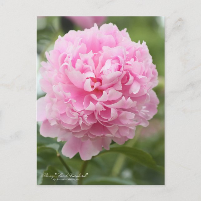 Peony "Sarah Bernhardt" : Carte postale (Devant)