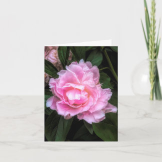 Peony @ Stenton House Museum & Garden Note Card