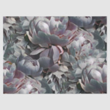 Peony-Studio