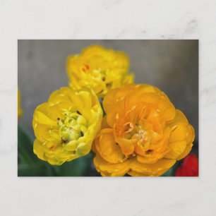 Peony tulip postcard