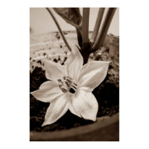 pepper flower - old