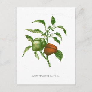 Pepper Postcard