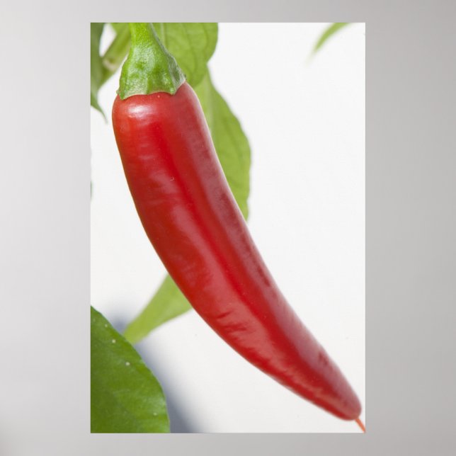 Pepper Poster (Front)
