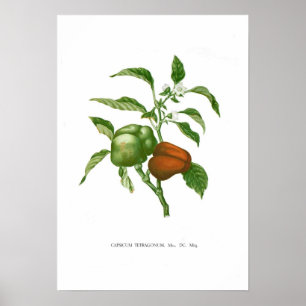 Pepper Poster