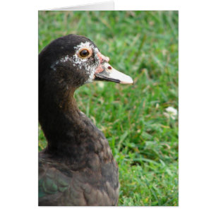 Pepper the Muscovy