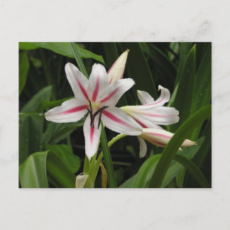 Peppermint Crinum Lily Postcard