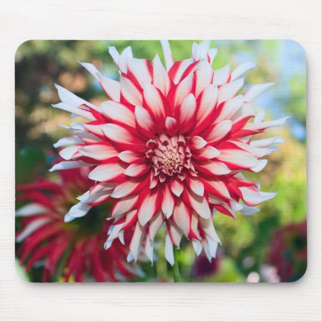 Peppermint Dahlia Mousepad (Front)