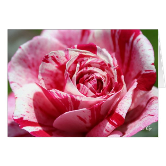 Peppermint Rose, S Cyr (Front Horizontal)