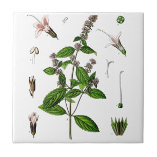 Peppermint Tile
