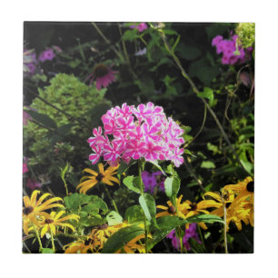 Peppermint Twist Phlox in the Flower Garden Tile