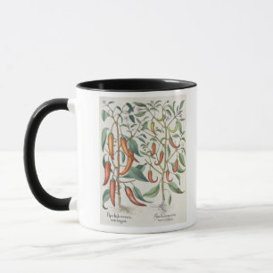 Peppers: 1.Piper Indicum maximum longum; 2.Piper I Mug