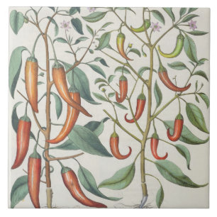 Peppers: 1.Piper Indicum maximum longum; 2.Piper I Tile