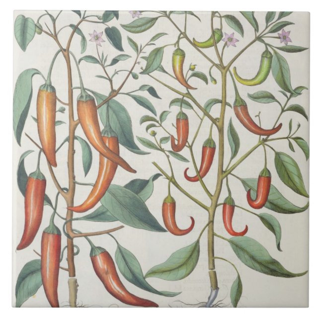 Peppers: 1.Piper Indicum maximum longum; 2.Piper I Tile (Front)