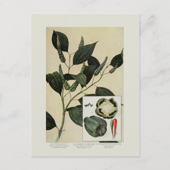 Peppers Postcard (Front)