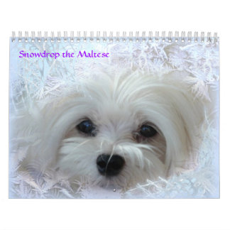 Perce-neige le calendrier maltais