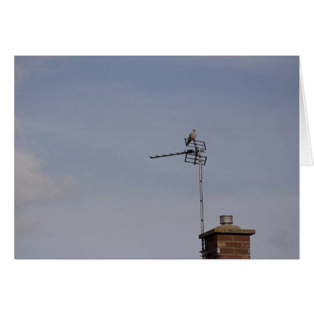 Perch (Front Horizontal)