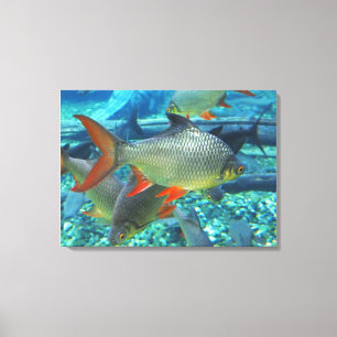 Perch fish canvas print
