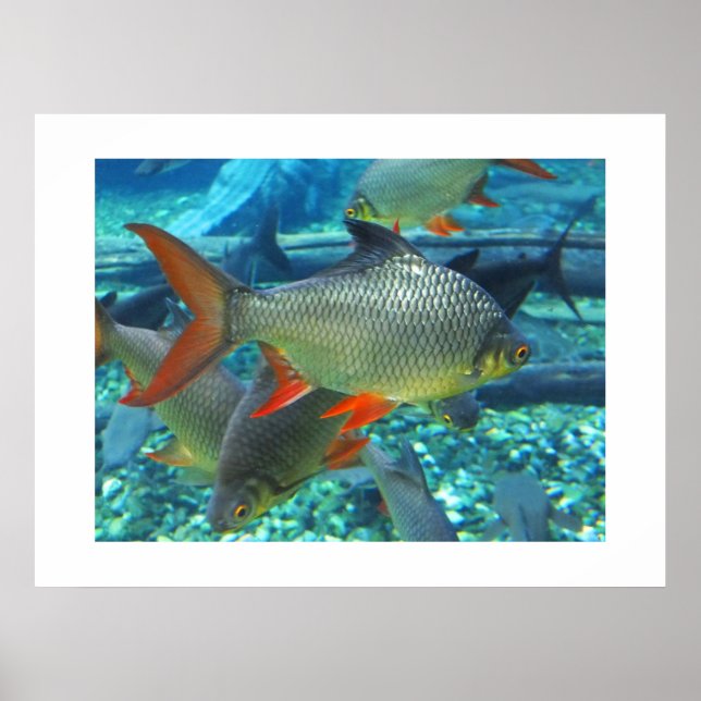 Perch Poster (Front)