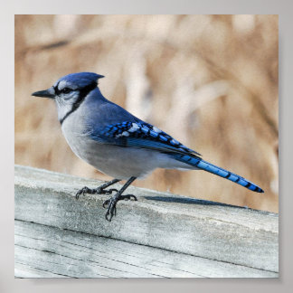 Perched Blue Jay Poster