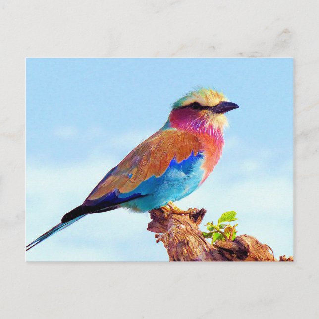 Perched Colourful African Bird Holiday Postcard (Front)