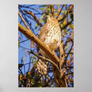 Perched Hawk Photo Print   Wildlife Raptor Art