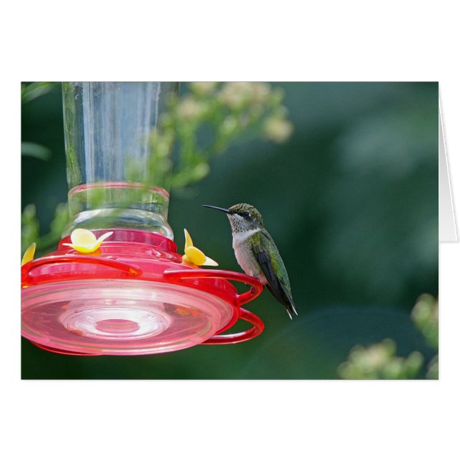 Perched Hummingbird (Front Horizontal)
